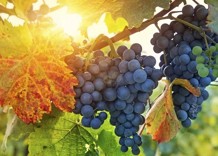 Διαμέρισμα House Zlacka Gorca Pristava pri Mestinju